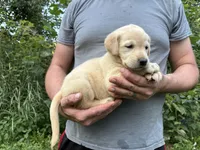 Kylie’s Girl, a female Golden Retriever and Labrador Retriever for sale in Weaverville, NC – 2 of 3