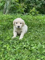 Lady’s AKC Boy, a male Golden Retriever for sale in Weaverville, NC – 2 of 5
