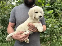 Elsa’s Girl, a female Golden Retriever and English Cream Golden Retriever for sale in Weaverville, NC – 1 of 3