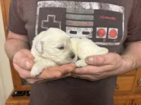 Layla’s girl, a female Golden Retriever for sale in Weaverville, NC – 4 of 4
