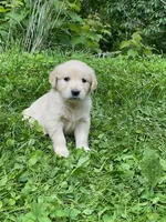 Lady’s AKC girl, a female Golden Retriever for sale in Weaverville, NC – 2 of 4