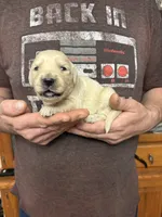 Layla’s boy 1, a male English Cream Golden Retriever for sale in Weaverville, NC – 2 of 5