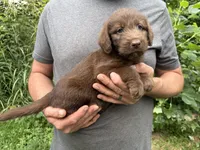 Frizzy’s Girl, a female Labradoodle for sale in Weaverville, NC – 3 of 4