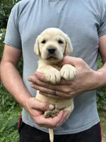 Kylie’s boy, a male Golden Retriever and Labrador Retriever for sale in Weaverville, NC – 3 of 3