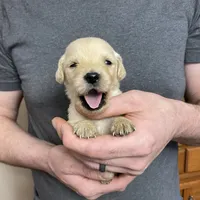 Elsa’s Girl, a female Golden Retriever for sale in Weaverville, NC – Photo 1 of 5