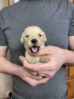 Elsa’s Girl, a female Golden Retriever for sale in Weaverville, NC – Photo 1 of 5