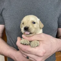 Elsa’s Girl, a female Golden Retriever for sale in Weaverville, NC – Photo 4 of 5