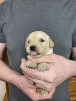 Elsa’s Girl, a female Golden Retriever for sale in Weaverville, NC – Photo 4 of 5