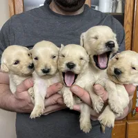 Elsa’s Girl, a female Golden Retriever for sale in Weaverville, NC – Photo 5 of 5