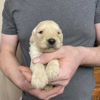 Elsa’s Girl, a female Golden Retriever for sale in Weaverville, NC – Photo 2 of 5