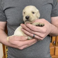 Elsa’s Girl, a female Golden Retriever for sale in Weaverville, NC – Photo 3 of 5