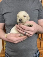 Elsa’s Girl, a female Golden Retriever for sale in Weaverville, NC – Photo 3 of 5