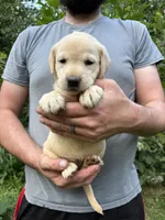 Kylie’s Girl, a female Golden Retriever and Labrador Retriever for sale in Weaverville, NC – 3 of 3