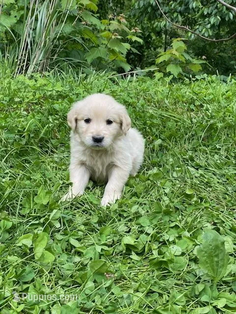 Lady’s AKC girl, a female Golden Retriever for sale in Weaverville, NC – 1 of 4