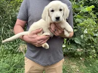 Elsa’s Girl, a female Golden Retriever and English Cream Golden Retriever for sale in Weaverville, NC – 3 of 3