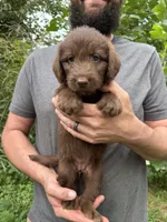 Frizzy’s Girl, a female Labradoodle for sale in Weaverville, NC – 2 of 4