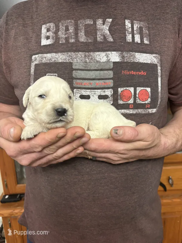 Layla’s girl, a female Golden Retriever for sale in Weaverville, NC – 1 of 4