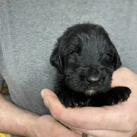 Frizzy’s Boy 1, a male Goldendoodle for sale in Weaverville, NC – Photo 4 of 6