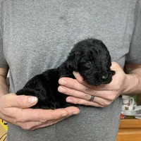 Frizzy’s Boy 1, a male Goldendoodle for sale in Weaverville, NC – Photo 6 of 6
