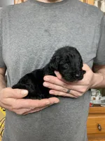 Frizzy’s Boy 1, a male Goldendoodle for sale in Weaverville, NC – Photo 4 of 4