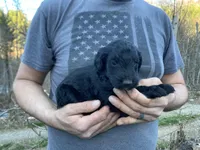 Frizzy’s Boy 1, a male Goldendoodle for sale in Weaverville, NC – Photo 2 of 6