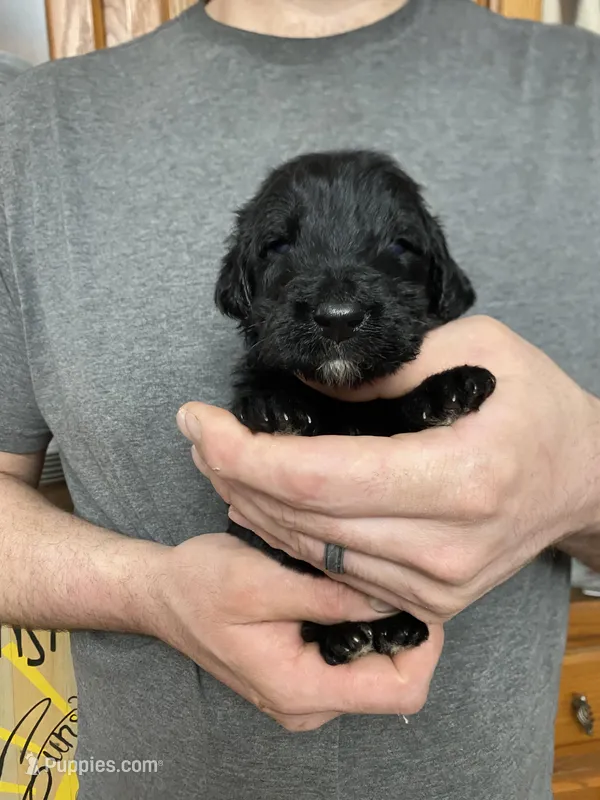 Frizzy’s Boy 1, a male Goldendoodle for sale in Weaverville, NC – Photo 1 of 4