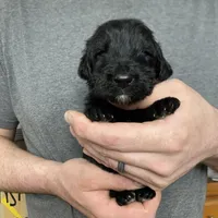 Frizzy’s Boy 1, a male Goldendoodle for sale in Weaverville, NC – Photo 3 of 6
