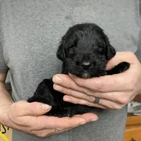 Frizzy’s Boy 1, a male Goldendoodle for sale in Weaverville, NC – Photo 5 of 6