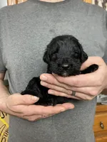 Frizzy’s Boy 1, a male Goldendoodle for sale in Weaverville, NC – Photo 3 of 4