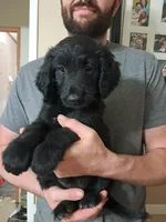 Frizzy’s Boy 1, a male Goldendoodle for sale in Weaverville, NC – 1 of 7