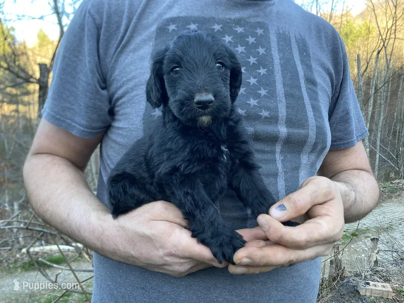 Frizzy’s Boy 1 – Goldendoodle puppy for sale in Weaverville, NC