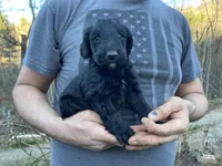 Frizzy’s Boy 1, a male Goldendoodle for sale in Weaverville, NC – Photo 1 of 6
