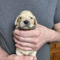 Maddie’s Girl, a female Goldendoodle for sale in Weaverville, NC – Photo 5 of 7