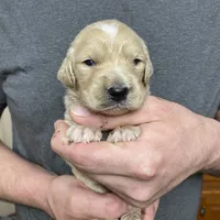 Maddie’s Girl, a female Goldendoodle for sale in Weaverville, NC – Photo 1 of 7