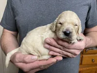 processed/9dcfb97c-c987-40c4-be40-d85f60885c83/listing/ff75570f-811c-4729-97ca-c1ddb133e7e7/9985f197-2972-49fa-b070-11df9f00d512