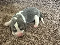 Prince Eric, a male Beagle for sale in Mammoth Spring, AR – 4 of 6