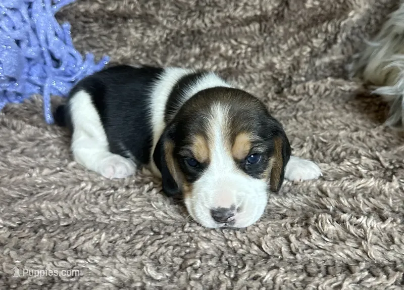Scooby – Beagle puppy for sale in Mammoth Spring, AR