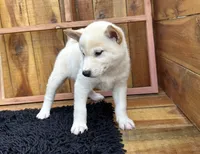 Flick, a male Shiba Inu for sale in Mammoth Spring, AR – 4 of 9