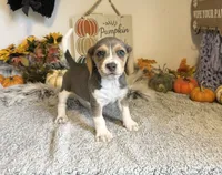 Cinderella, a female Beagle for sale in Mammoth Spring, AR – 3 of 6