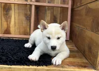 Flick, a male Shiba Inu for sale in Mammoth Spring, AR – 3 of 9
