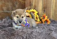 Brilynn, a female Shiba Inu for sale in Mammoth Spring, AR – 4 of 6