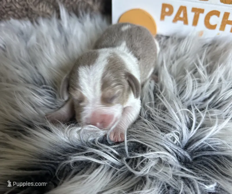 Staton – Beagle puppy for sale in Mammoth Spring, AR