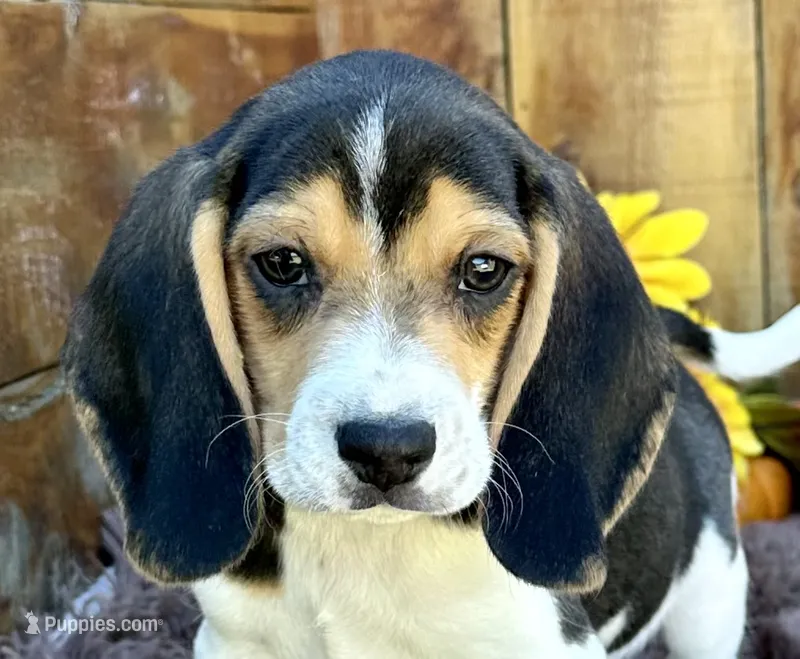 Scooby  – Beagle puppy for sale in Mammoth Spring, AR