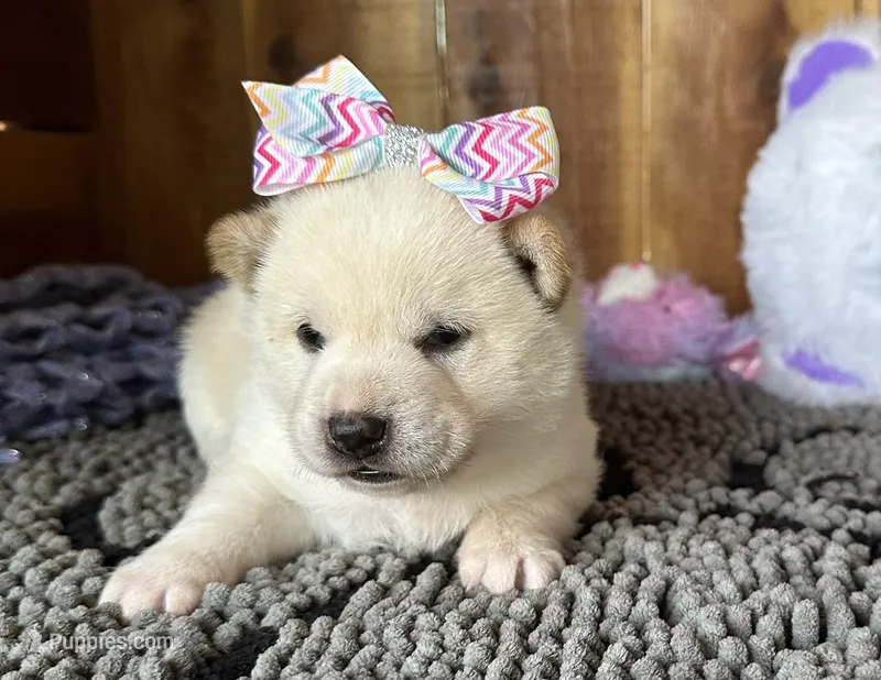 Farah – Shiba Inu puppy for sale in Mammoth Spring, AR