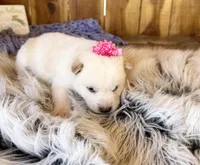 Farah, a female Shiba Inu for sale in Mammoth Spring, AR – Photo 4 of 5