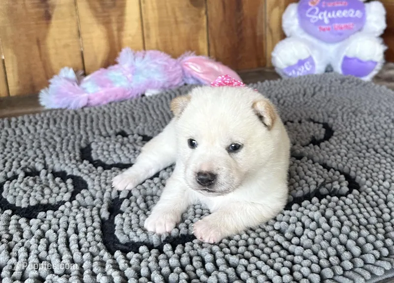 Farah – Shiba Inu puppy for sale in Mammoth Spring, AR