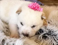 Farah, a female Shiba Inu for sale in Mammoth Spring, AR – Photo 2 of 5