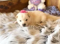 Farah, a female Shiba Inu for sale in Mammoth Spring, AR – Photo 3 of 5