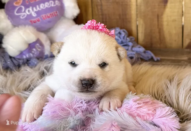 Farah – Shiba Inu puppy for sale in Mammoth Spring, AR