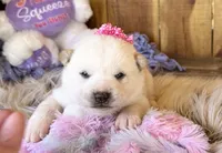 Farah, a female Shiba Inu for sale in Mammoth Spring, AR – Photo 1 of 5